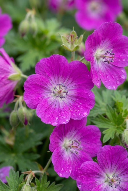 Geranium sanguineum 'Max Frei' bloem