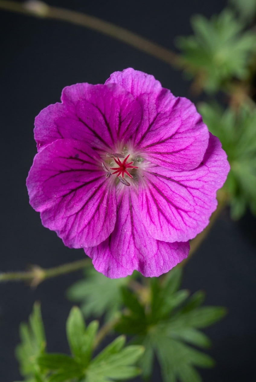 Geranium sanguineum 'Shooting Star' bloem