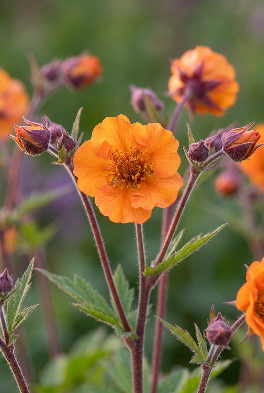 Geum 'Carlskaer' bloem