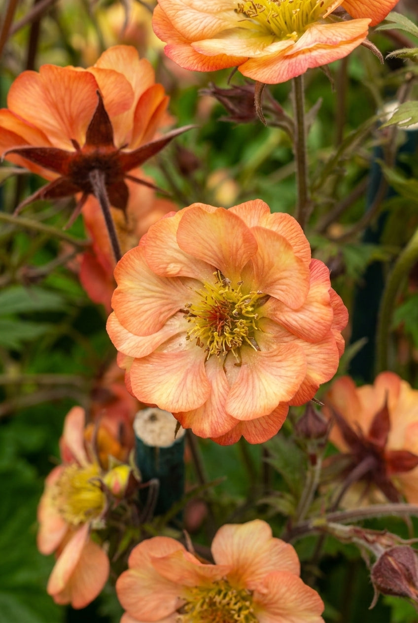 Geum 'Nonna' bloem