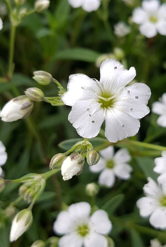 Gypsophila repens 'Dorothy Teacher' bloem