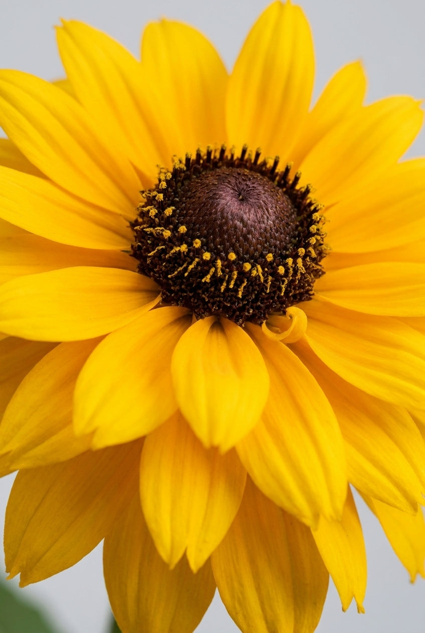 Helianthus atrorubens 'Gullick's Variety' bloem