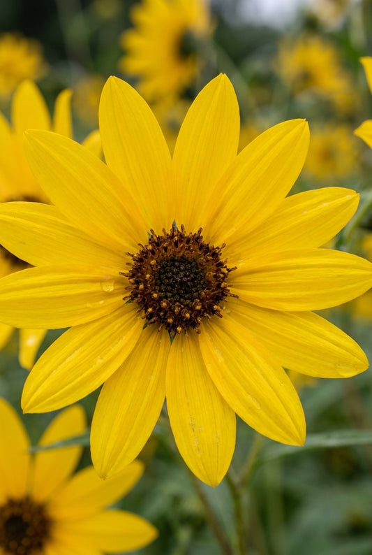 Helianthus salicifolius 'Table Mountain' bloem