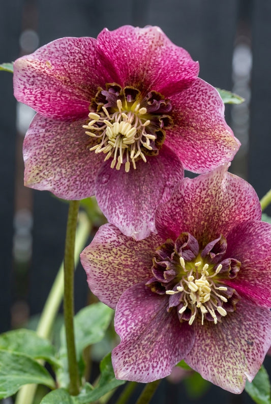 Helleborus orientalis 'Pretty Ellen Pink' bloem