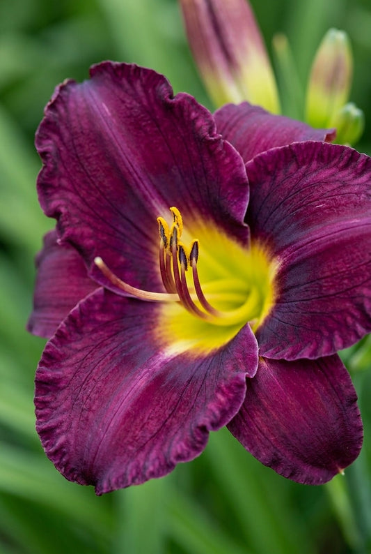 Hemerocallis 'Bela Lugosi' bloem