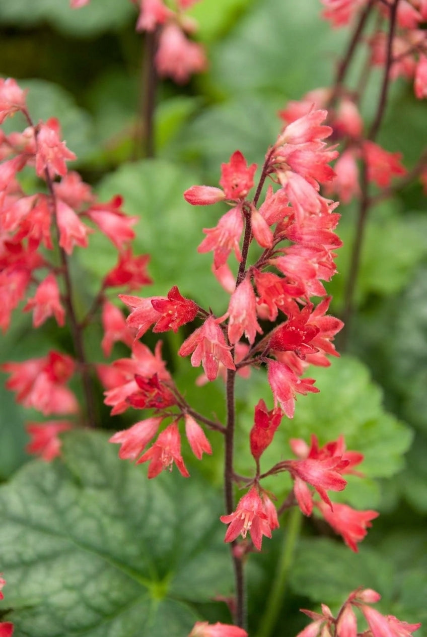 Heuchera 'Lipstick' bloem