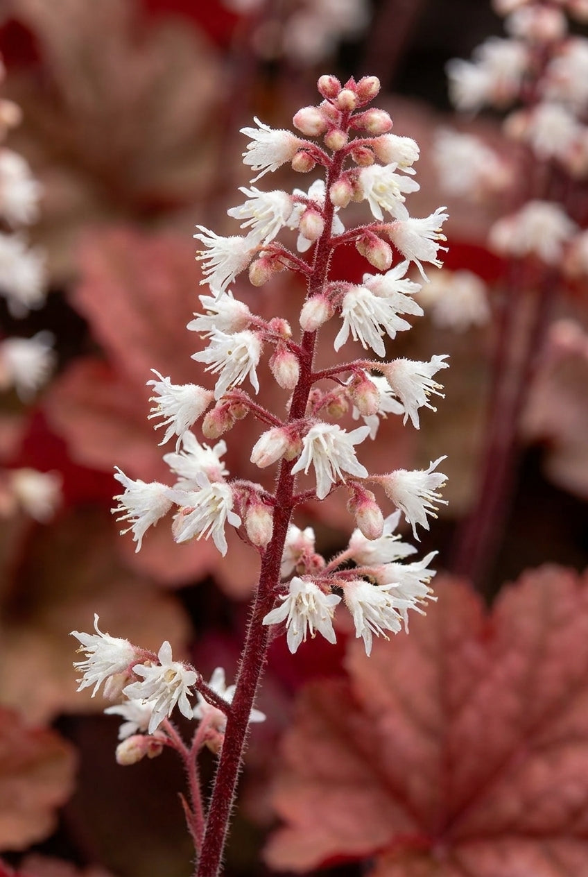 Heucherella 'Redstone Falls' bloem