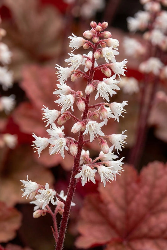 Heucherella 'Redstone Falls' bloem
