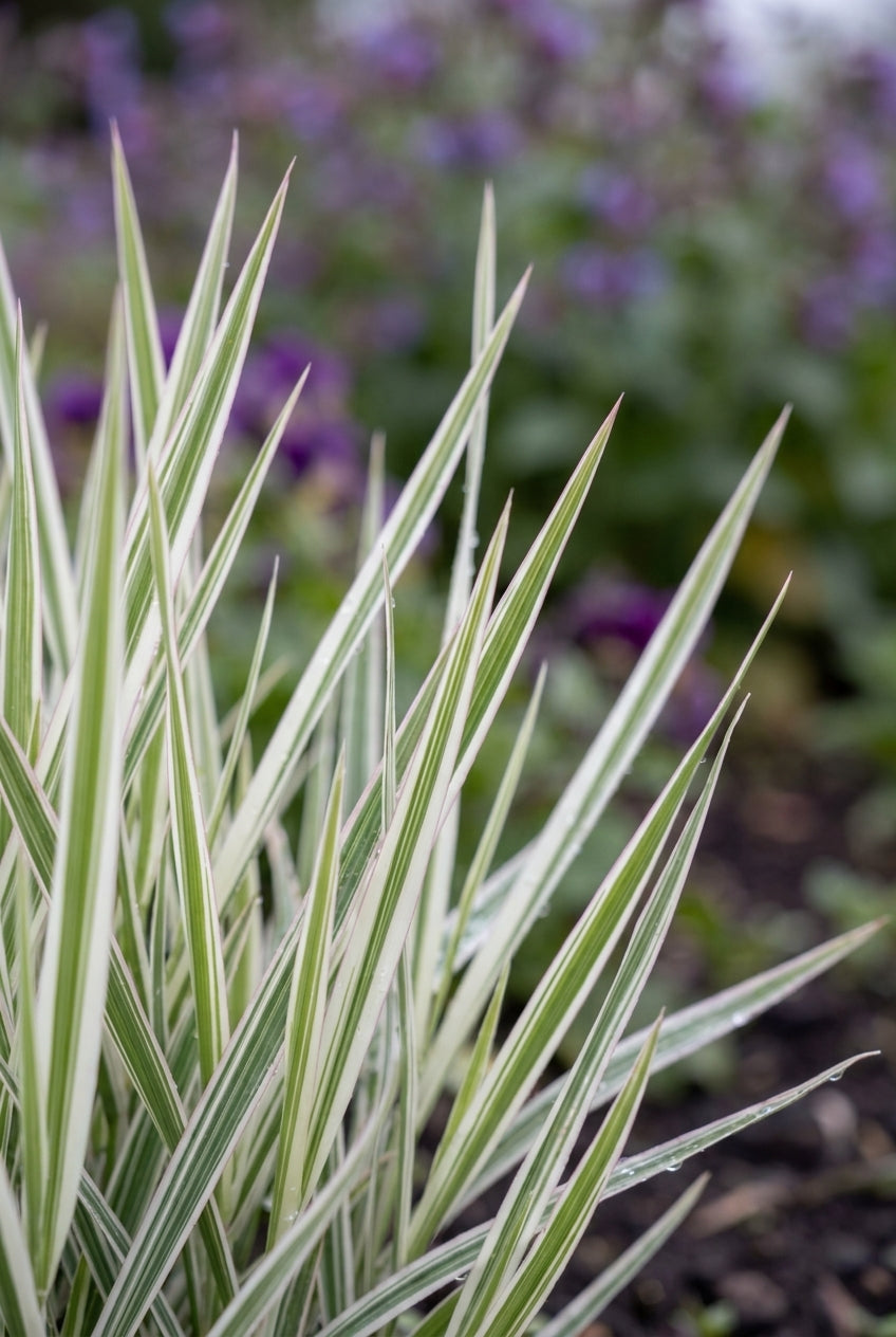 Holcus mollis 'Albovariegatus' bloem
