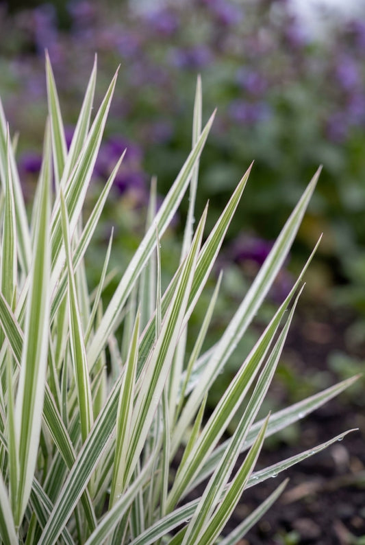 Holcus mollis 'Albovariegatus' bloem
