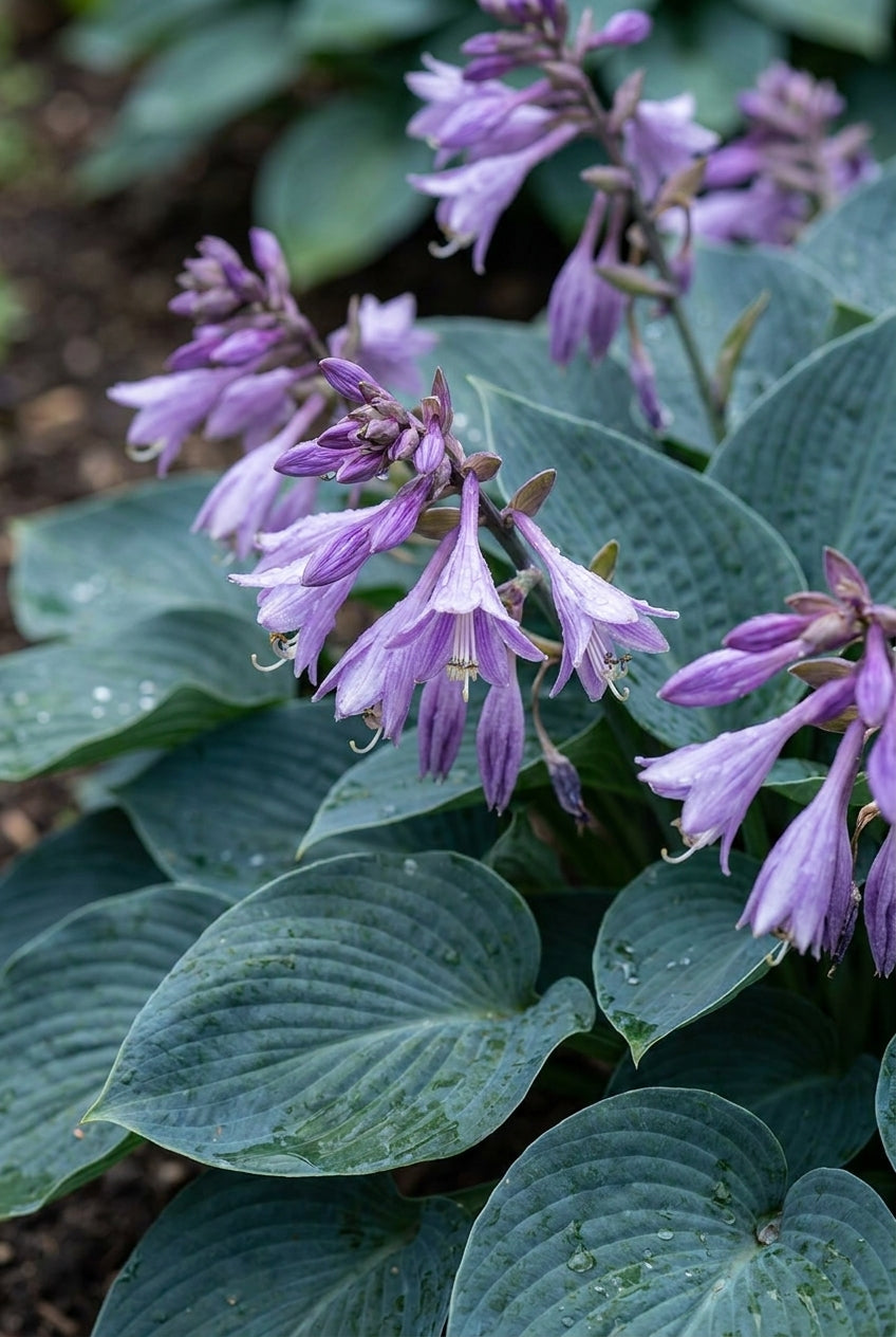 Hosta 'Halcyon' bloem