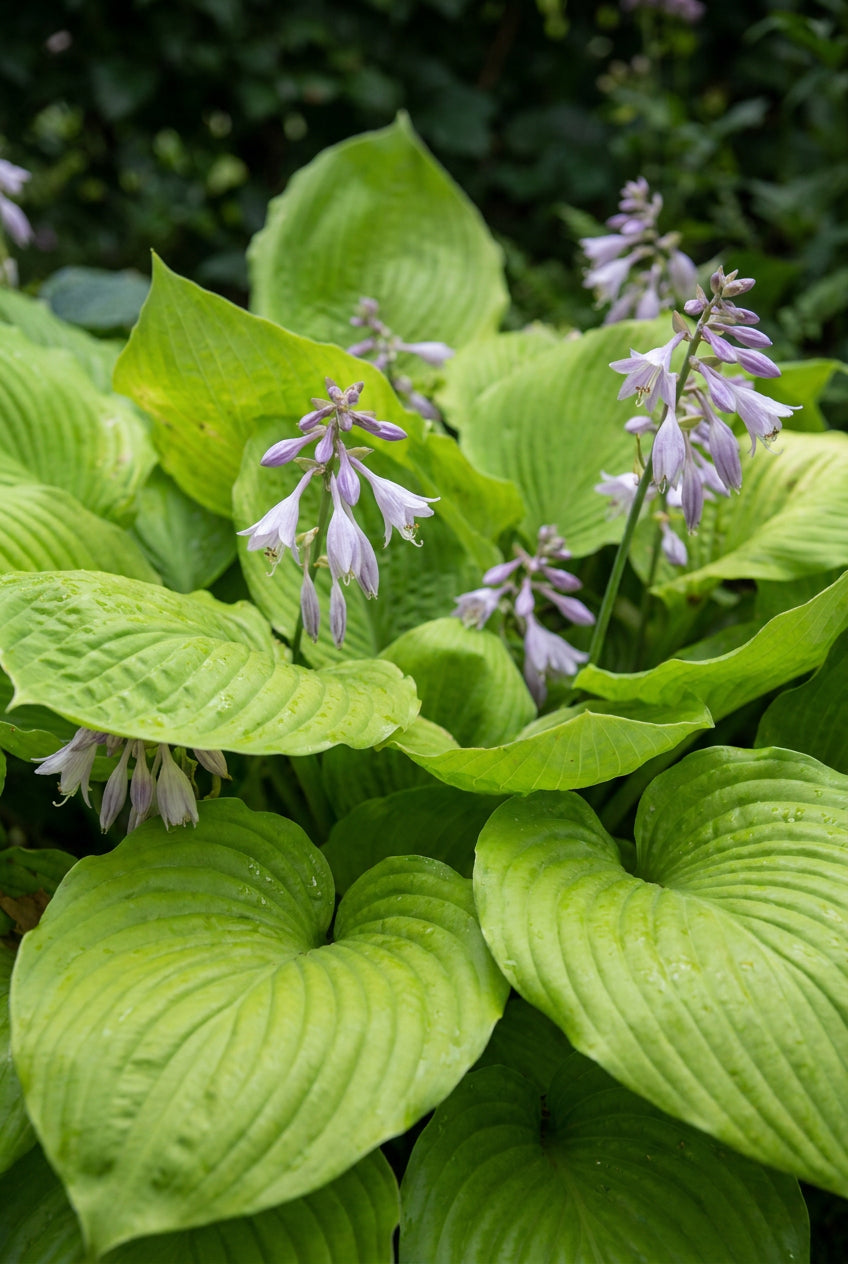 Hosta elata blad