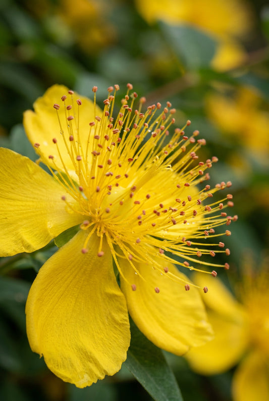 Hypericum calycinum 'Rose von Sharon' bloem