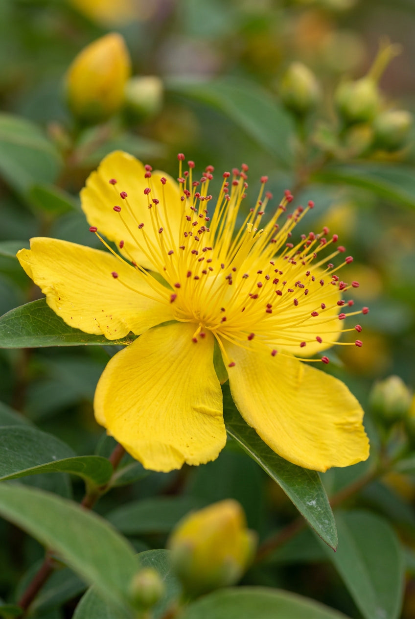 Hypericum calycinum Tuinplanten bloem