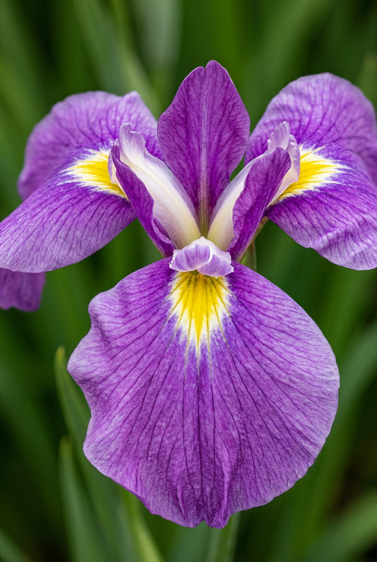 Iris ensata 'Amethyst' bloem