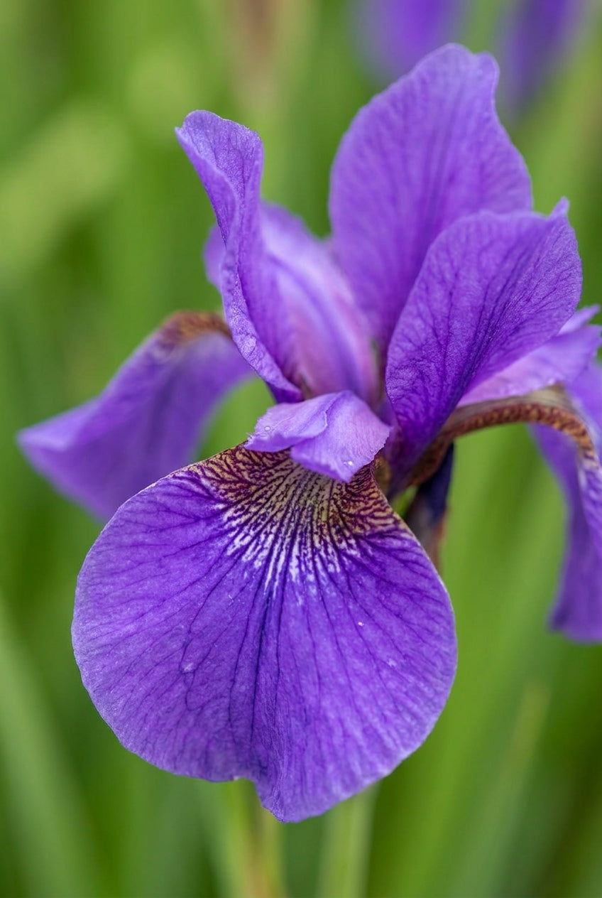Iris sibirica 'Reprise' bloem
