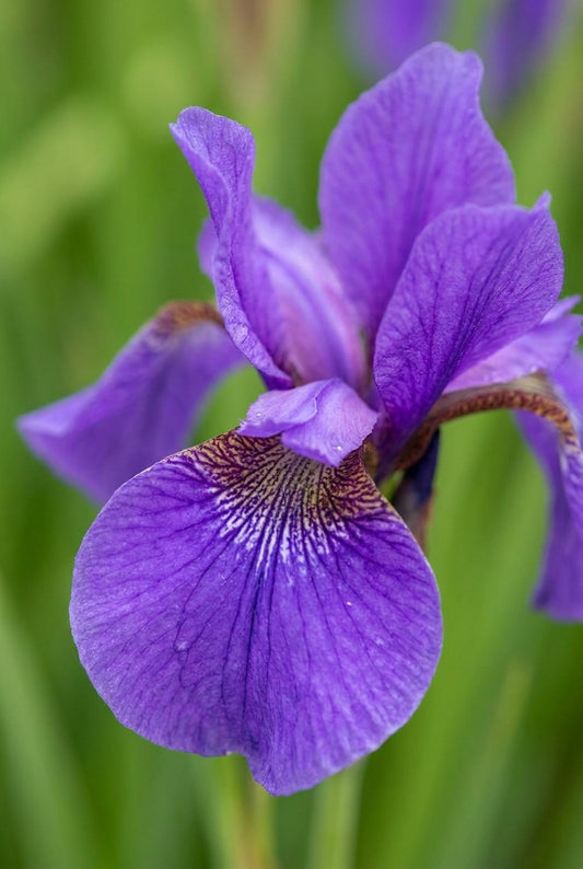 Iris sibirica 'Reprise' bloem