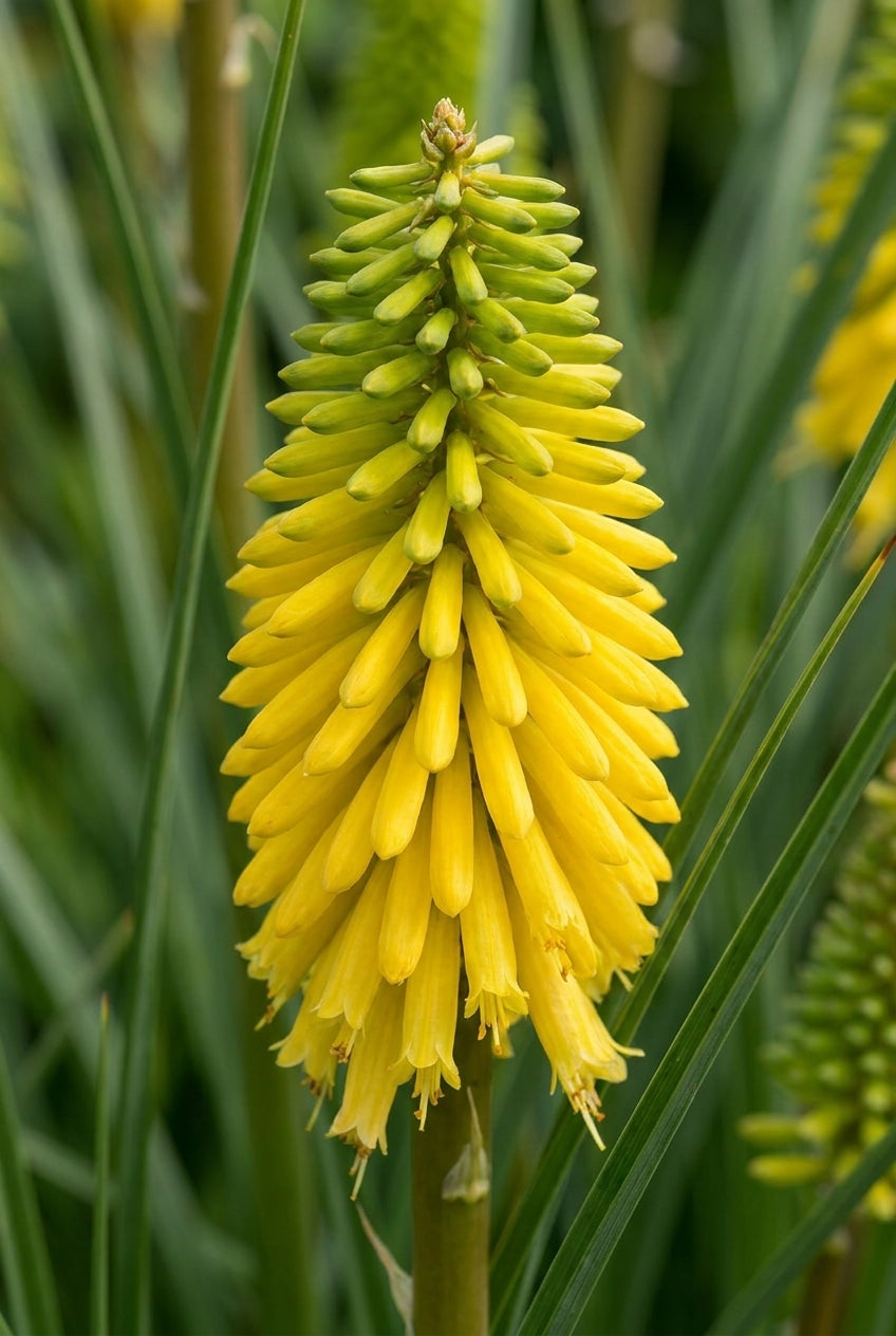 Kniphofia 'Dorset Sentry' bloem