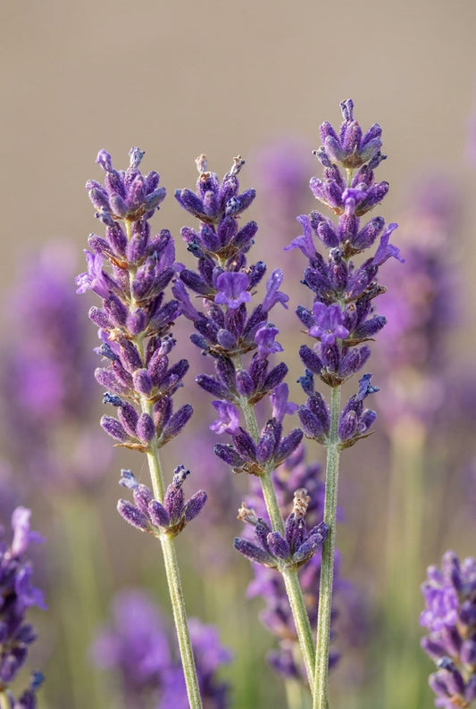 Lavandula angustifolia 'Rosea' bloem