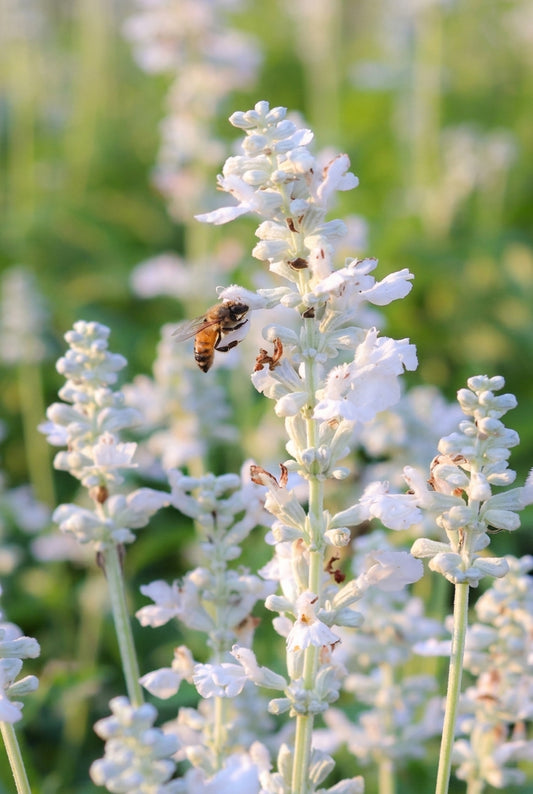 Lavandula intermedia 'Edelweiss' bloem