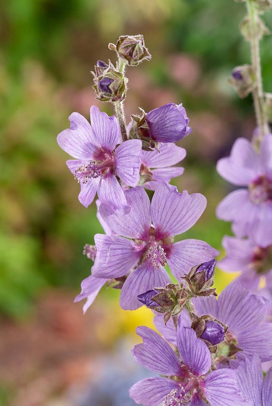 Lavatera 'Lilac Lady' bloem