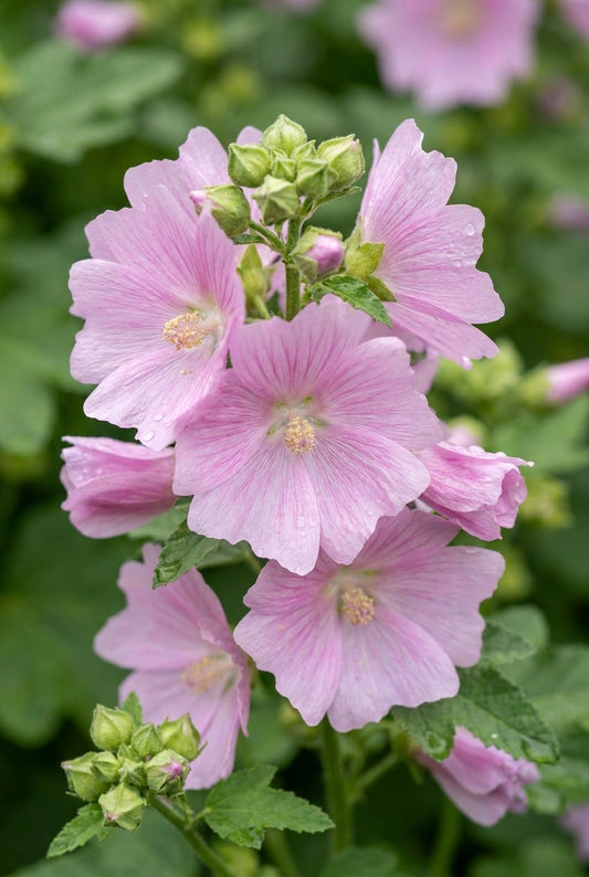 Lavatera thuringiaca bloem
