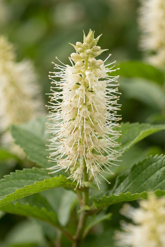 Leucosceptrum japonicum 'Golden Angel' bloem