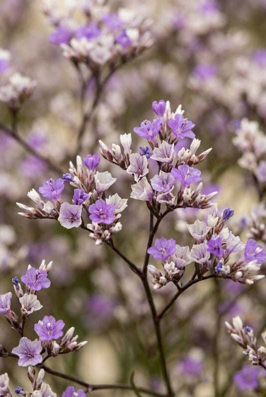 Limonium latifolium 'Blauer Diamant' bloem