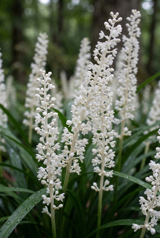 Liriope muscari 'Monroe White' bloem