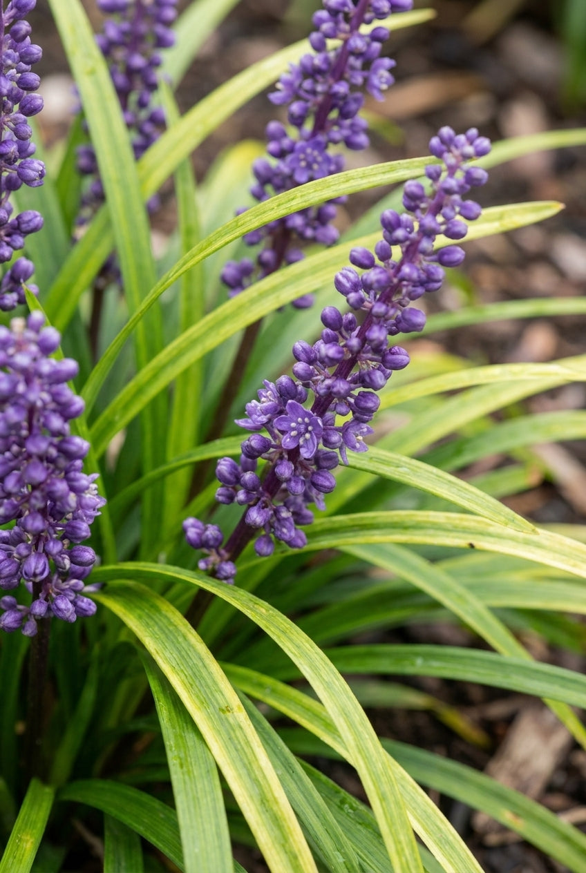Liriope muscari 'Royal Purple' bloem