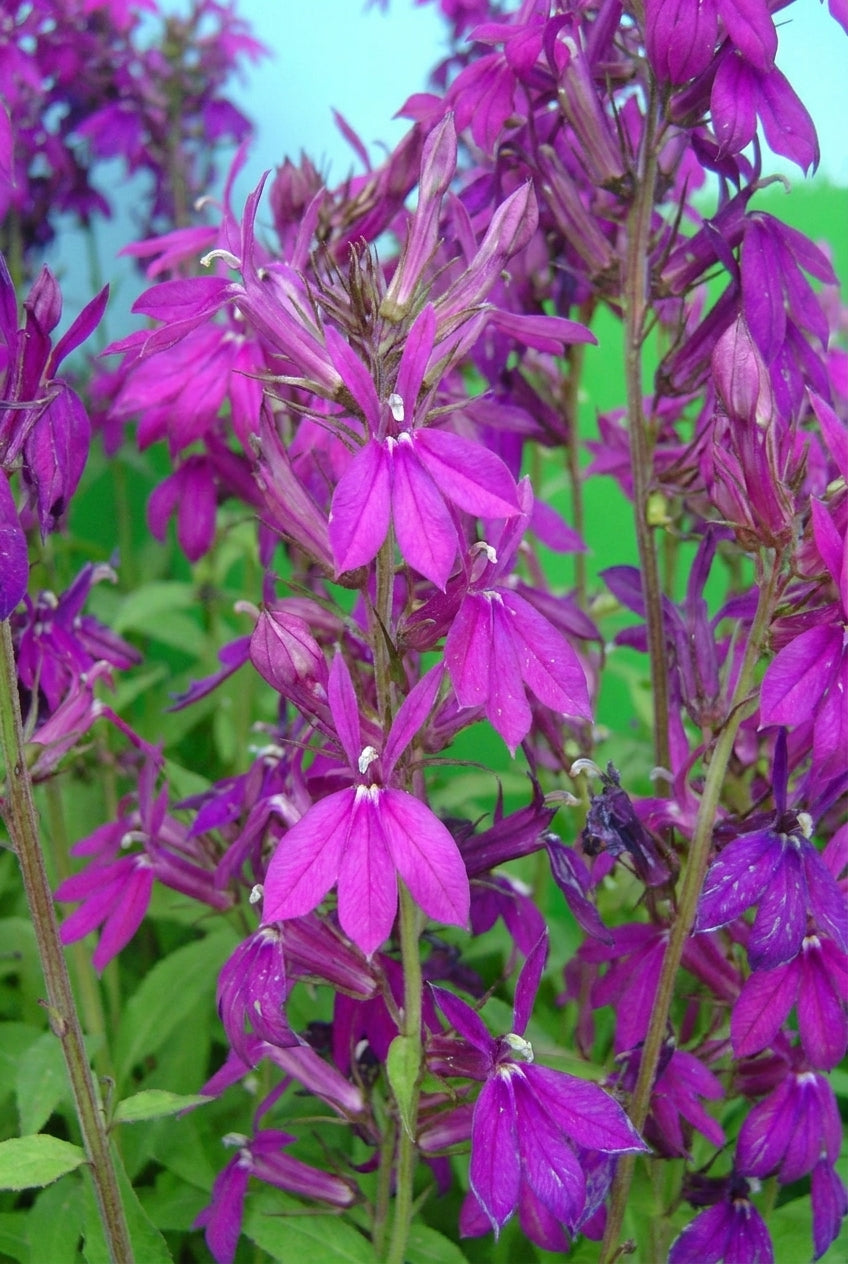 Lobelia 'Hadspen Purple' bloem