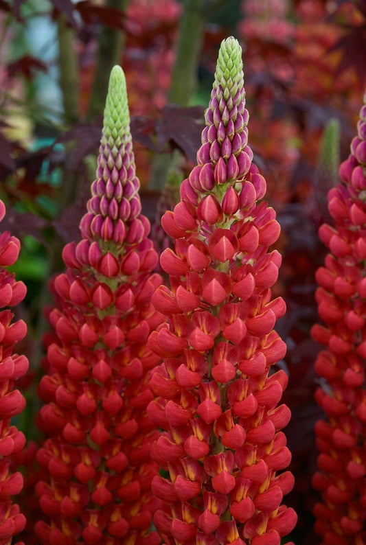 Lupinus 'Beefeater' bloem