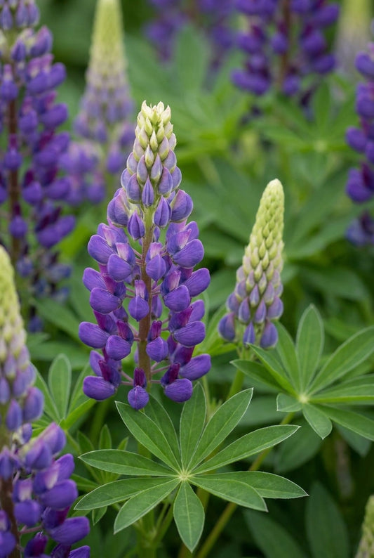 Lupinus 'Persian Slipper' bloem