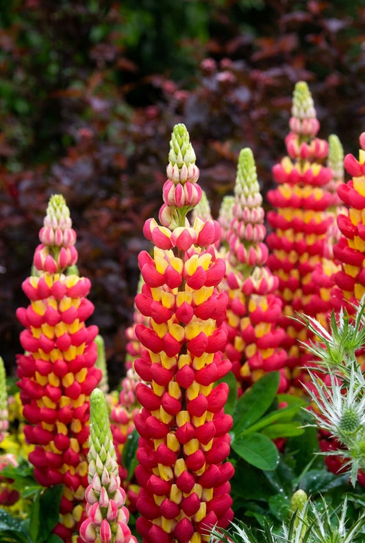 Lupinus 'Tequila Flame' bloem
