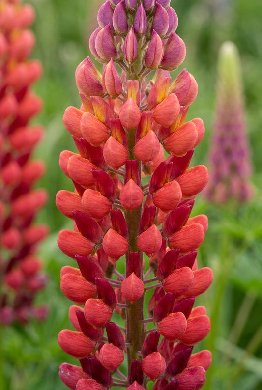 Lupinus 'Towering Inferno' bloem