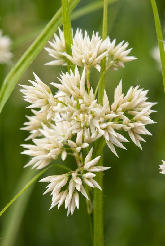 Luzula nivea bloem