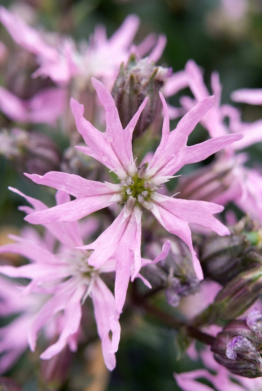 Lychnis flos-cuculi 'Nana' bloem