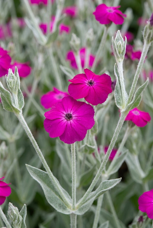 Lychnis 'Hill Grounds' bloem