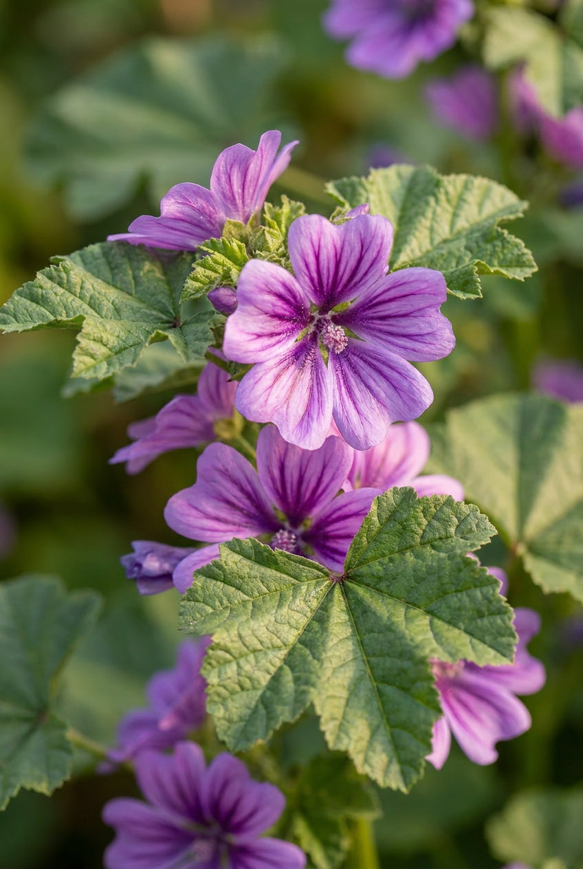 Malva sylvestris 'Dema' bloem