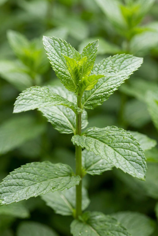 Mentha spicata blad