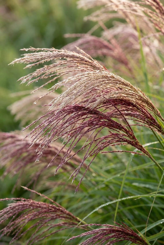 Miscanthus sinensis 'China' bloem