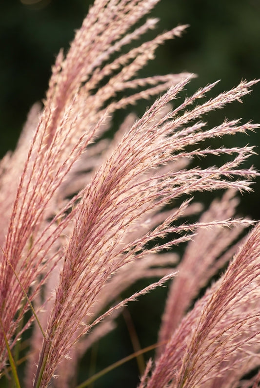 Miscanthus sinensis 'Flamingo' bloem