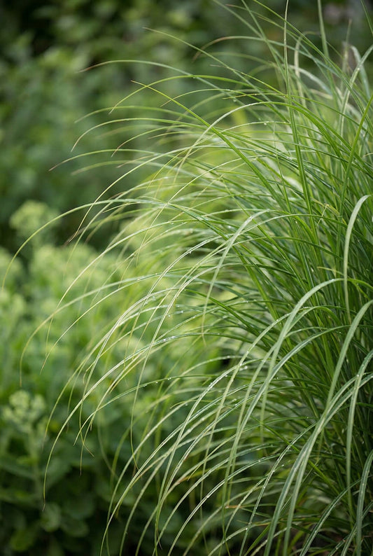 Miscanthus sinensis 'Gracillimus' op stam blad