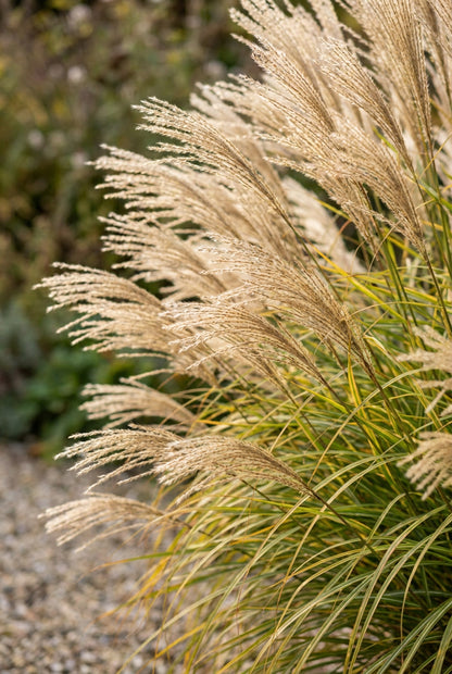 Miscanthus sinensis 'Krater' bloem