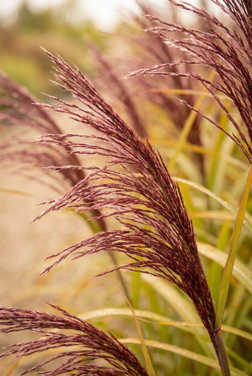 Miscanthus sinensis 'Nippon' bloem