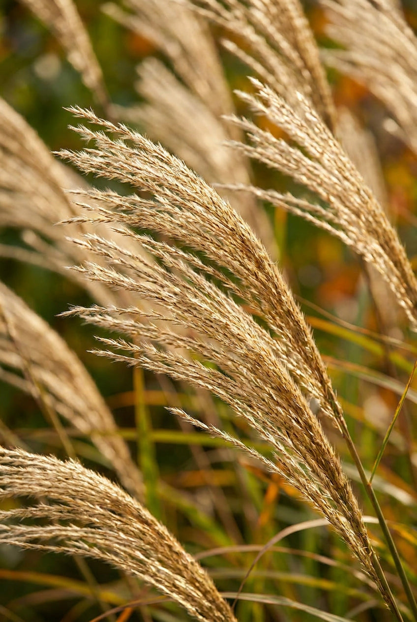 Miscanthus sinensis 'Professor Richard Hansen' bloem