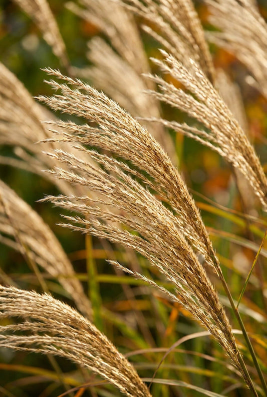 Miscanthus sinensis 'Professor Richard Hansen' bloem