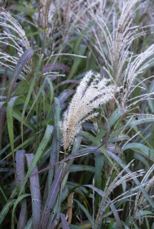 Miscanthus sinensis 'Rosi' bloem