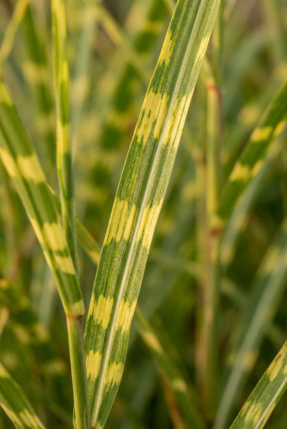 Miscanthus sinensis 'Strictus' blad