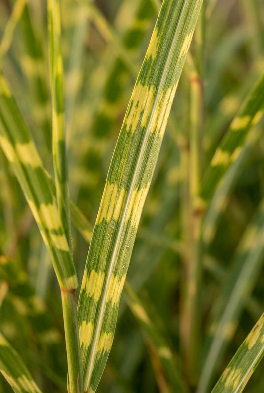 Miscanthus sinensis 'Strictus' blad